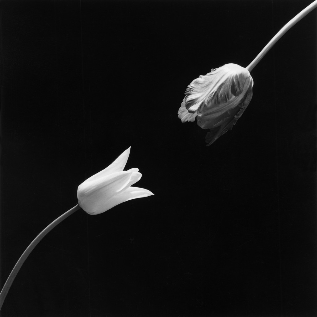 Robert Mapplethorpe, Tulip, 1984 © Robert Mapplethorpe Foundation. Used by permission.