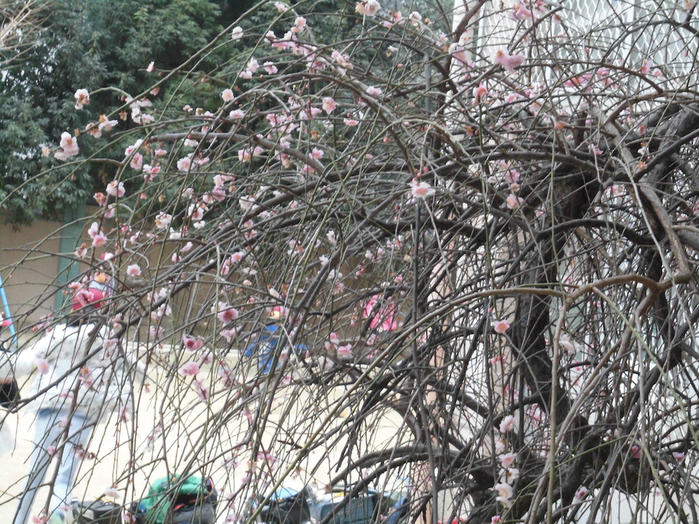 久保翔雲「さくらの花」	Syoun Kubo "The tree of cherry blossom "